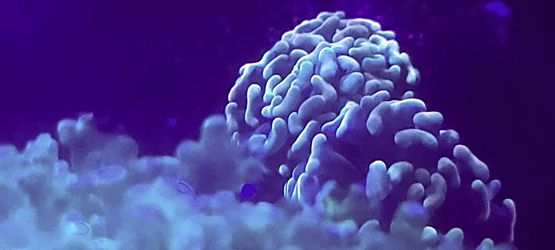 Reef Tank