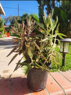 Kalanchoe Mother Of Thousand Suculent Plant Medesinal