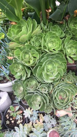Aeoniums