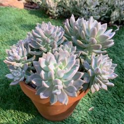 Succulent With Pot $10