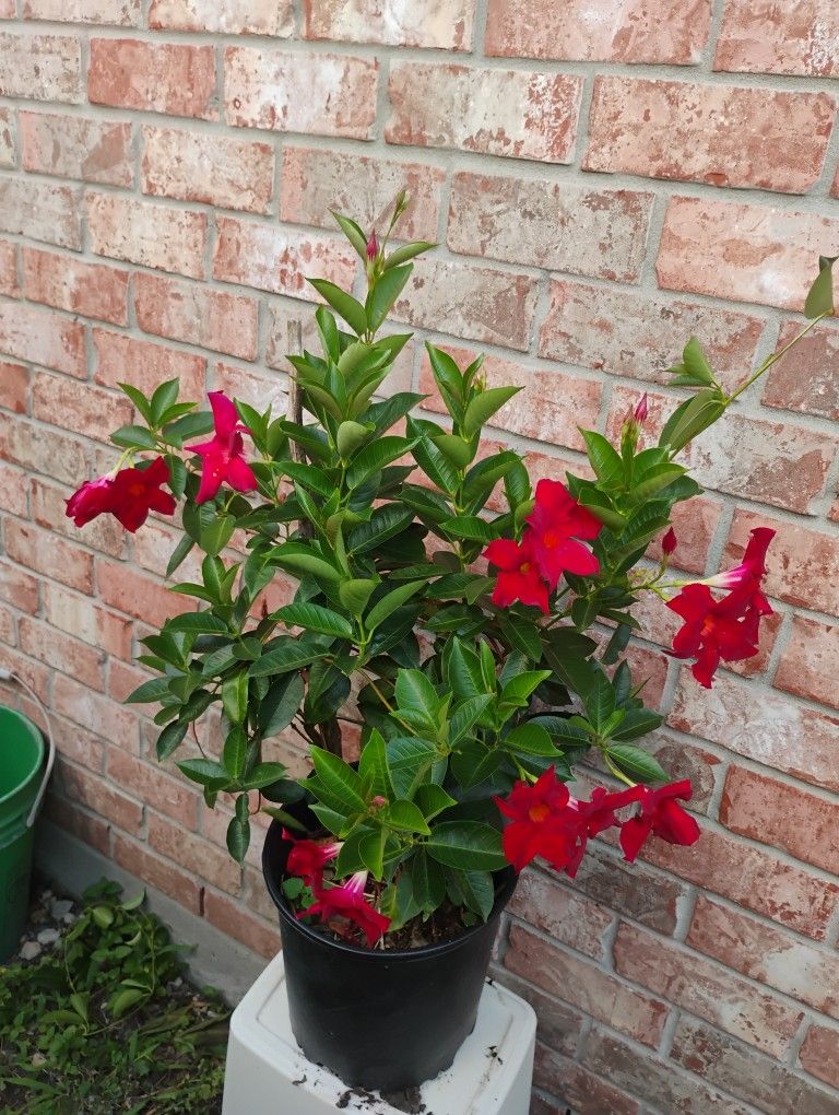 Mandevilla Plant