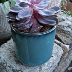 Healthy Succulent And Glazed Pot