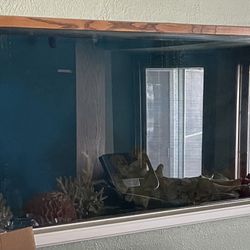 125 gal Salt water aquarium 
