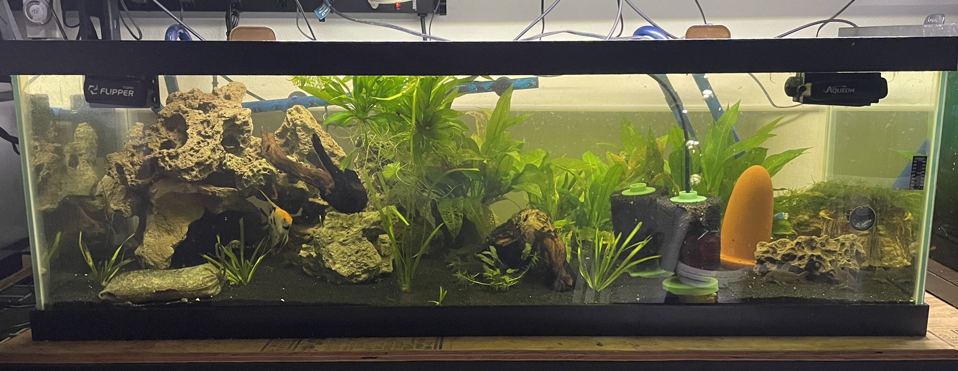 Aqueon 60g Breeder Fish Tank Aquarium Kit