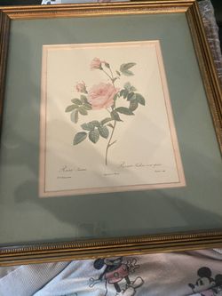 Rosa Turbinata