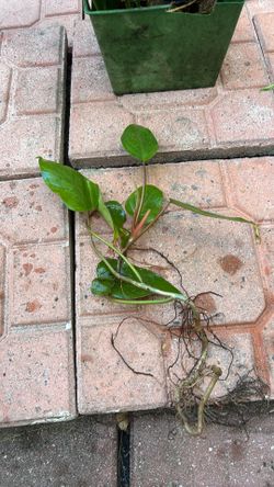 Philodendron cuttings