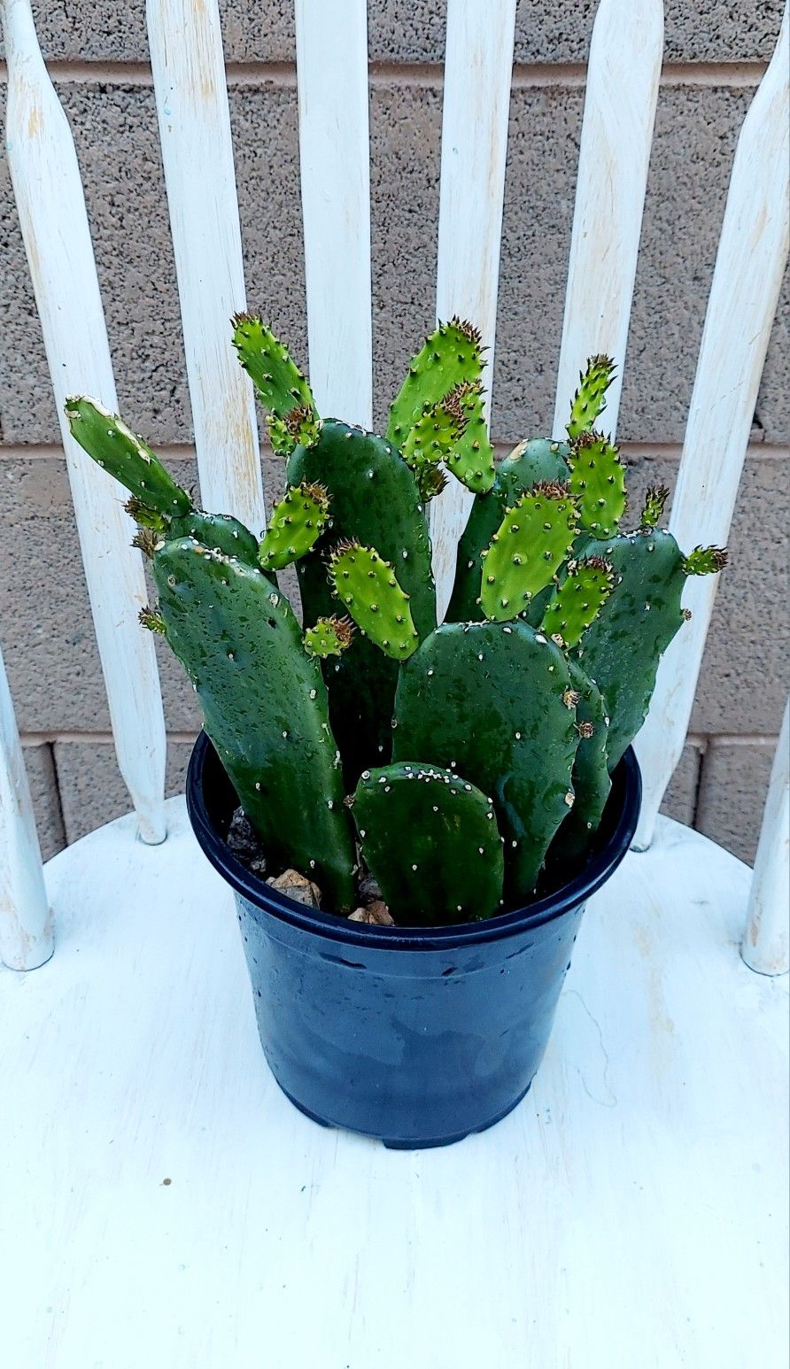 Living Plant 🌱14"H Opuntia Ficus-Indica, Prickly Pear Cactus on 7"H Pot ::: Outdoor