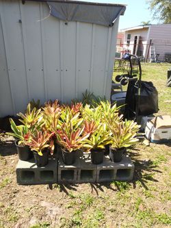 Bromelia