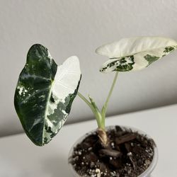 Alocasia Frydek Variegated