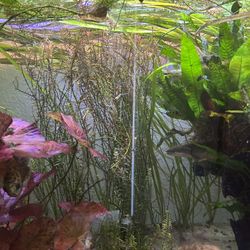 Aquarium Plants 