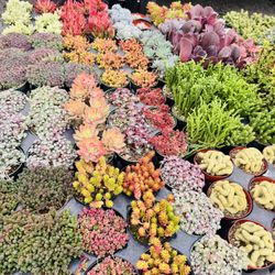 Succulents $5 Each