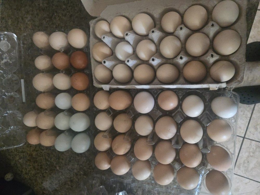Fresh Chicken Eggs