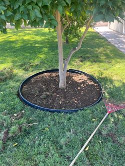 Grass sod seed pruning