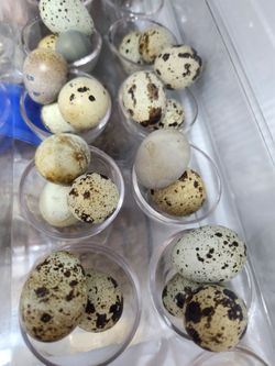 Quail eggs