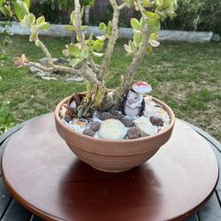 Very Healthy Tricolor Jade Plant In Clay Bowl 
