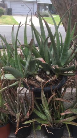 Various Size Aloe Vera Plants