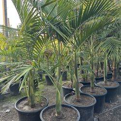 King Palm Trees