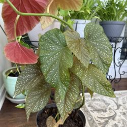 Bergonia indoor house plant 