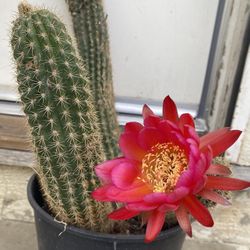 Blooming Cactus Plant, In 2 Gallóns Por Pick Up only