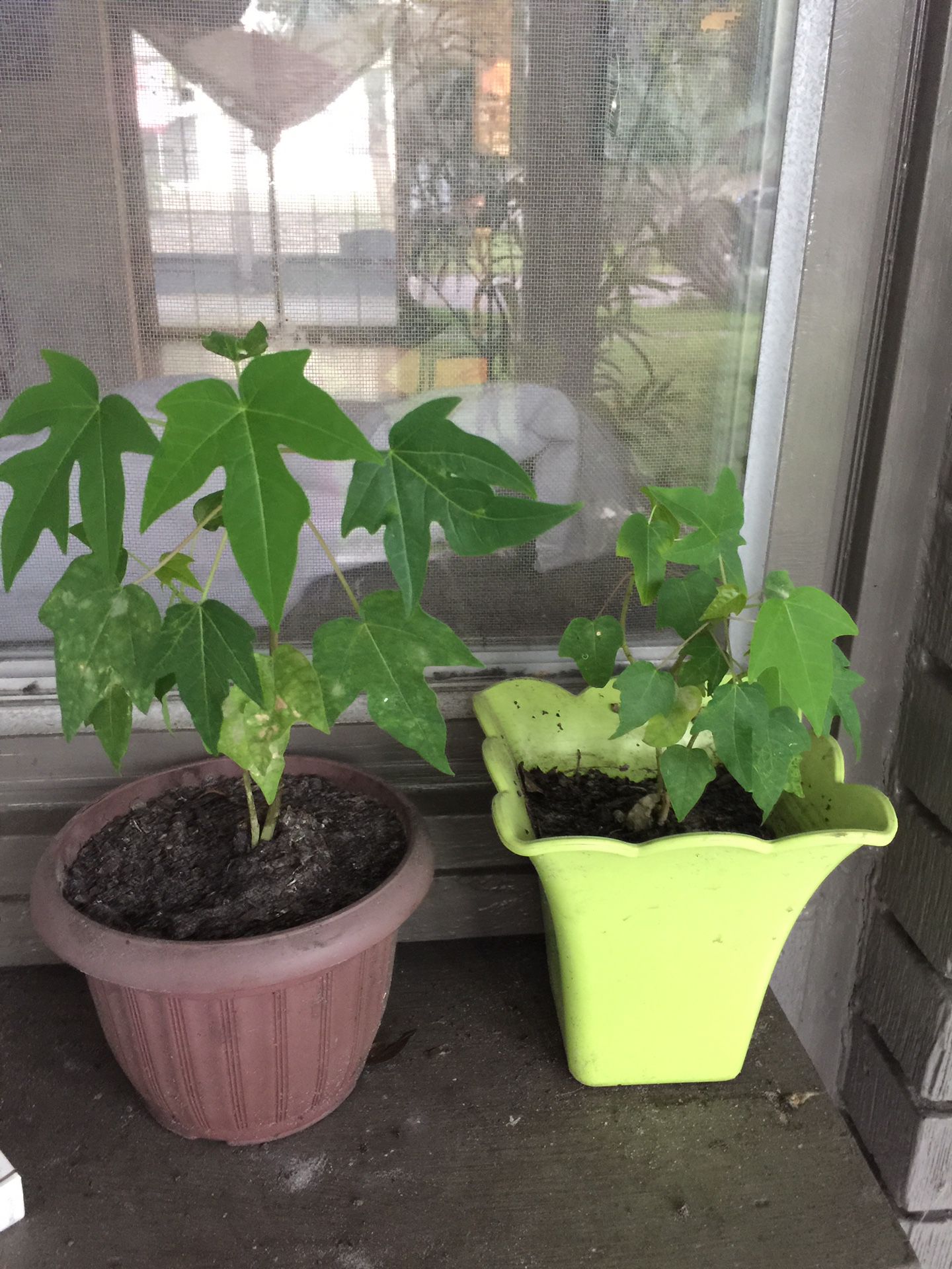 2 Papaya trees for $10