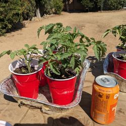Beef Steak Tomato Plants! 