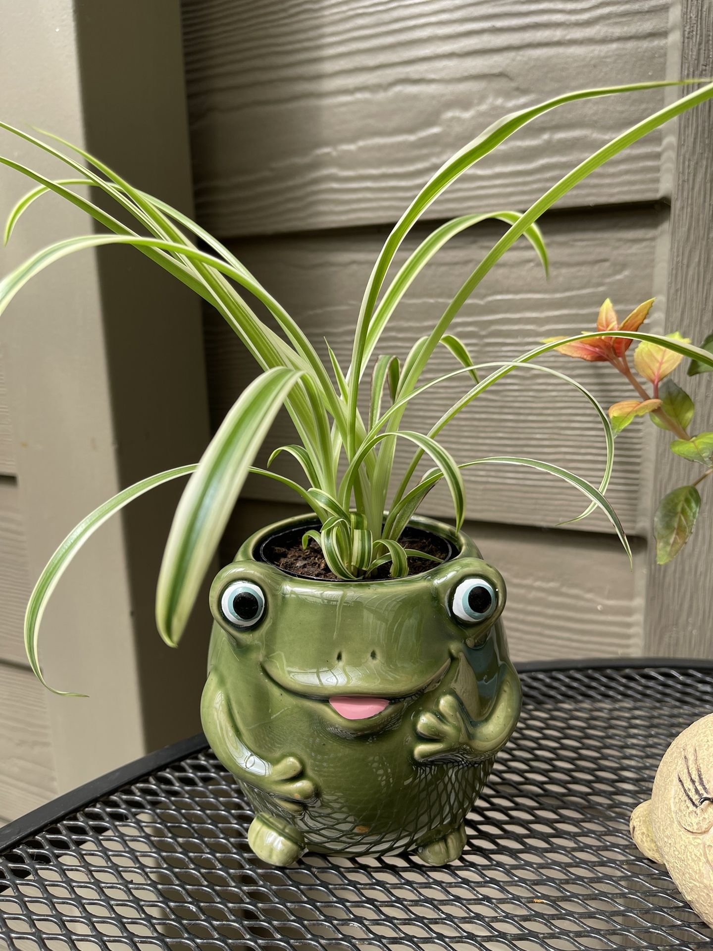 🎁 Spider House Plant In Cute Ceramic Frog-Pot 4"H.