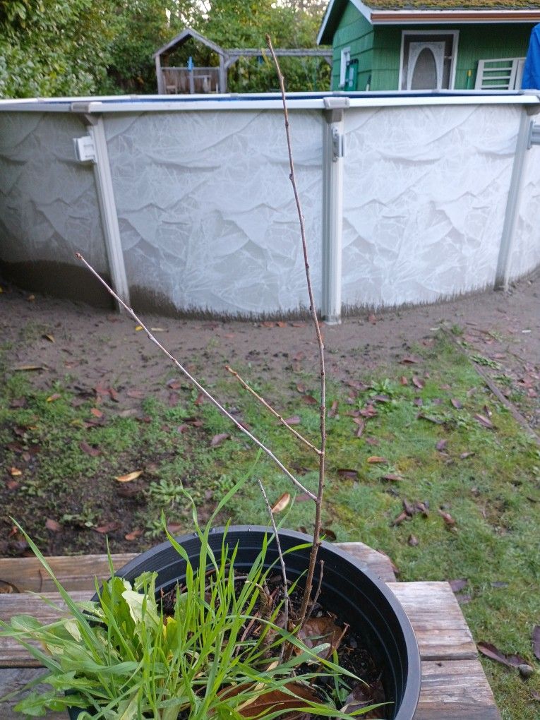 Dwarf Cherry Bush - Juliet Variety