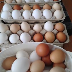 Fresh Eggs 