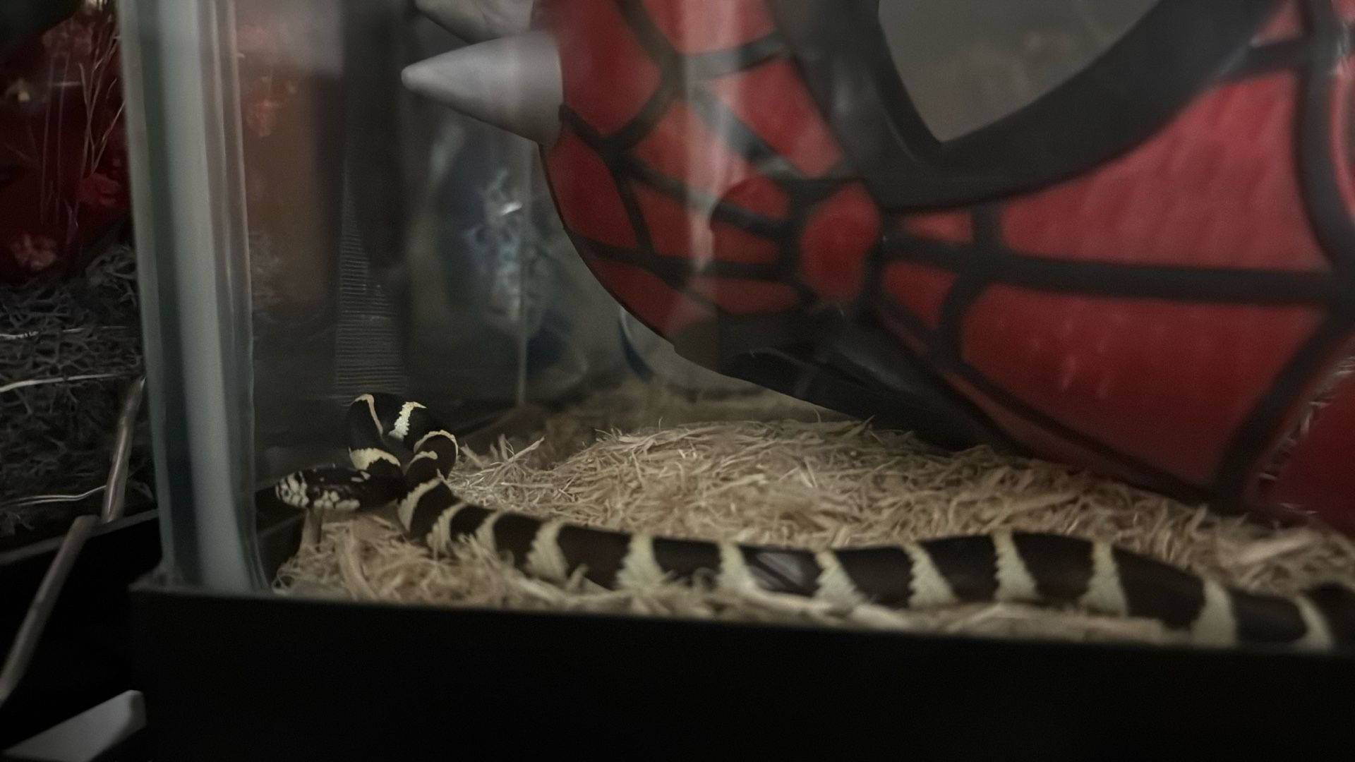 Female California King Snake