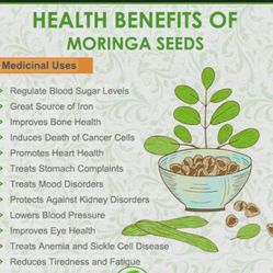 Moringa 200 Seeds
