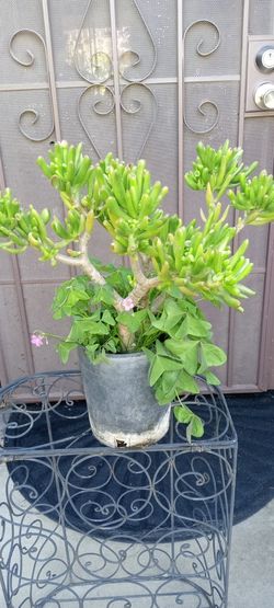 tiene 2 plantas Una de Oreja de shark Y trebol