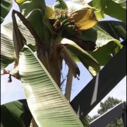 Cold Hardy Banana Tree Plants (pls Read Description Below)