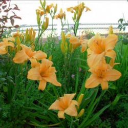 Orange daylily