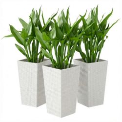 New Set of 3 Tall Planters for Outdoor Plants with Drainage Holes