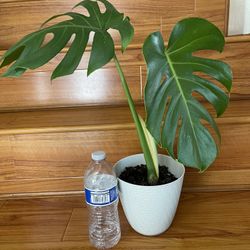 Beautiful Monstera Deliciosa Plant 6’pot 