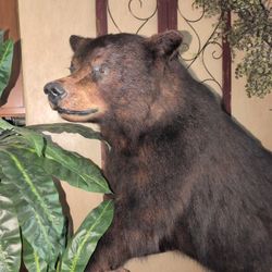 Taxidermy Brown Bear 