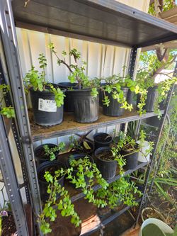 Elephant plants