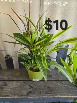 Plantas mixtas