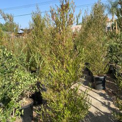 Purple Hopseed Privacy Hedge 