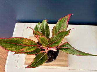 Aglaonema Siam Aurora Red Chinese Evergreen