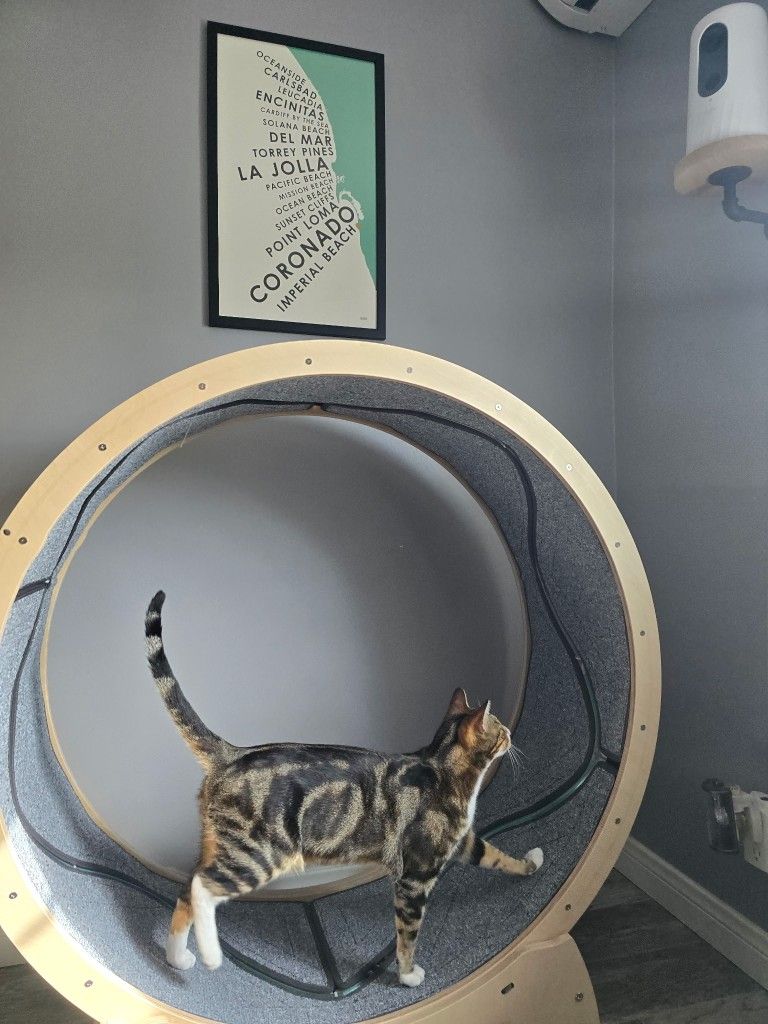 Cat Run/Walk Wheel with Fish Tube To Chase