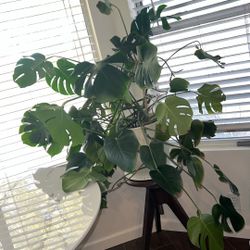 Monstera Deliciosa Large Plant And Pot