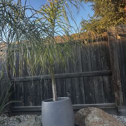 Palm trees with cement vases