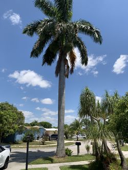 Palm tree 🌴 For sale