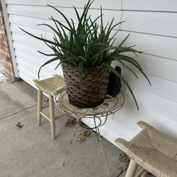 Aloe Vera Plant