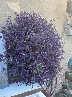 Purple Hearts succulent  cuttings (it’s available)