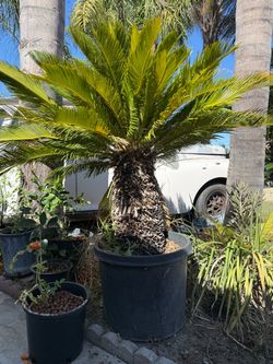 Sago palm