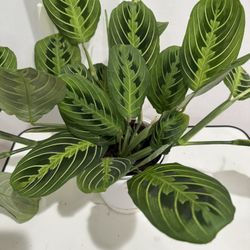 Calathea Lemon Lime