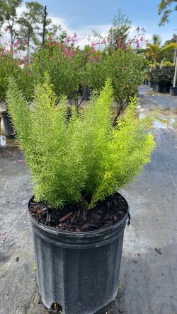 Foxtail Fern – 3 Gallon – $7 Each