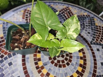 Syngonium Albo (small)